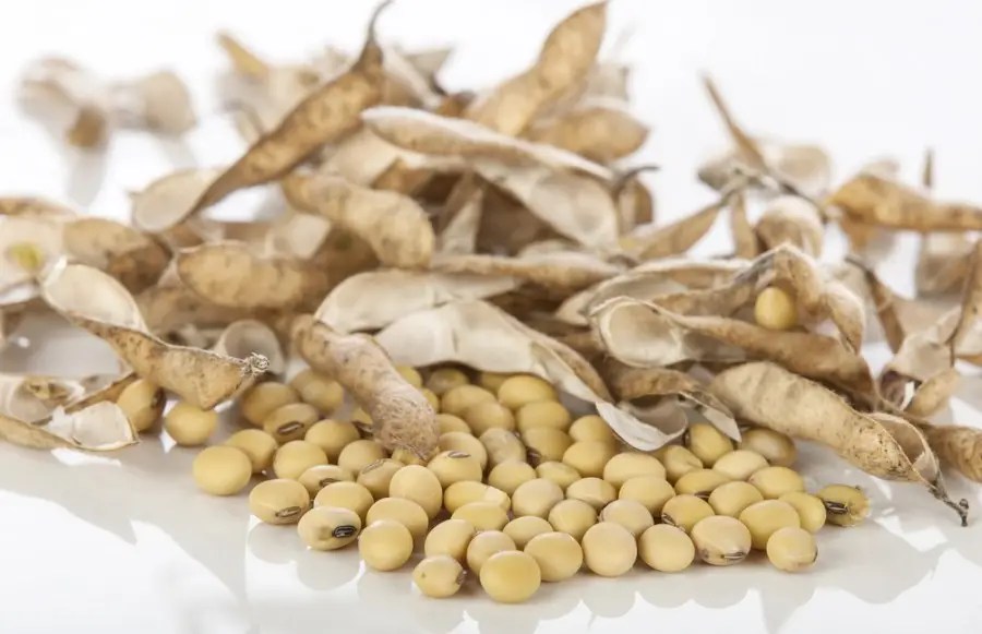 Edamame Ramo de Feijão Japonês