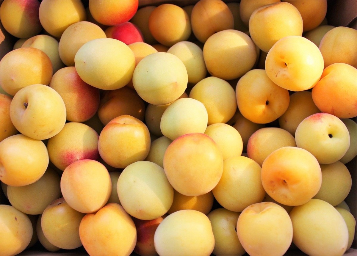 Ume: types and curiosities of the Japanese plum