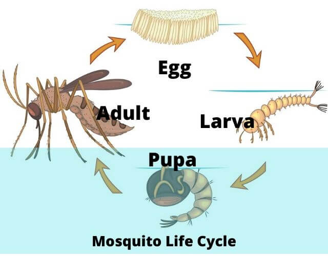 The Life Cycle of a Mosquito Skeeter Beater