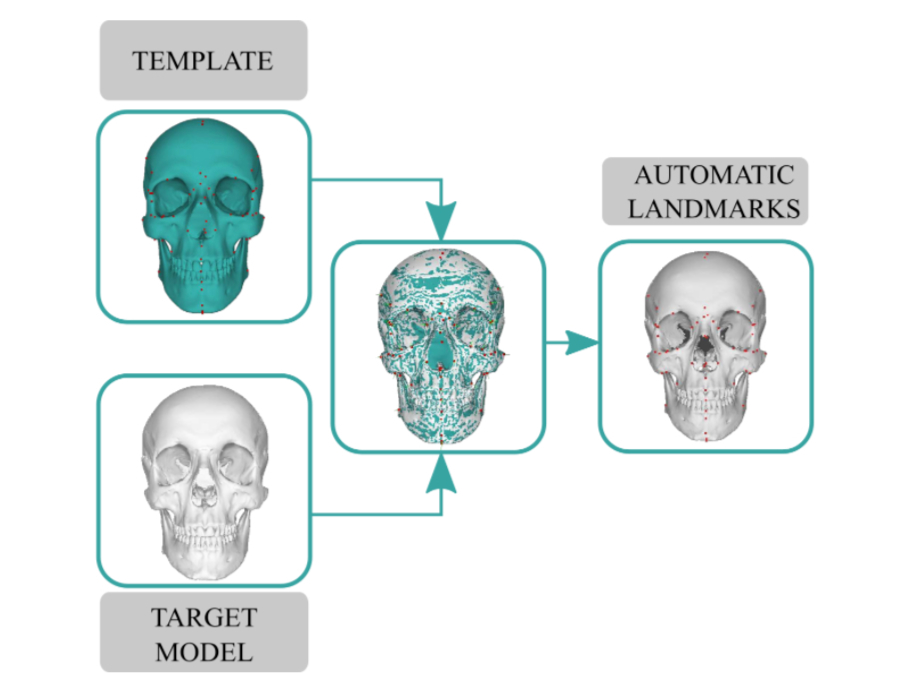 Automatic landmark location on human skulls Skeleton·ID