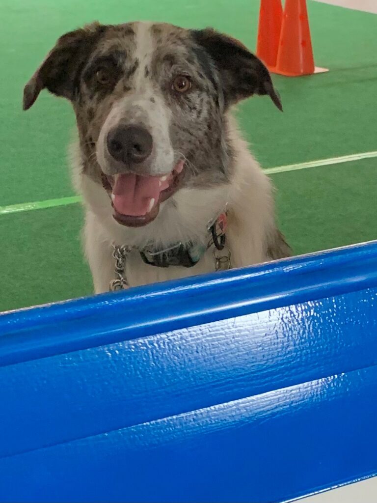 Gallery – Skelly Dogs Training