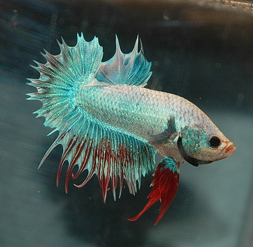 Is It Moral to Steal Betta Fish? Skepchick