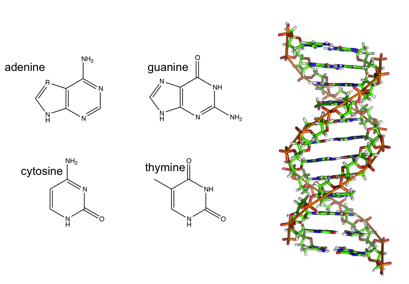 [DIAGRAM] Diagrams Dna Bases