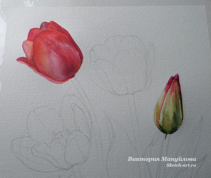 как нарисовать тюльпан акварелью