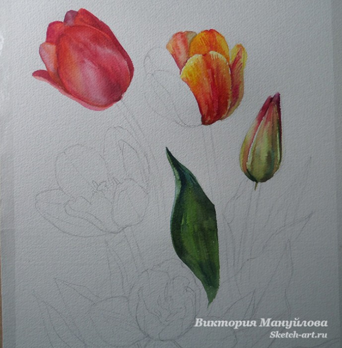 как нарисовать тюльпан акварелью