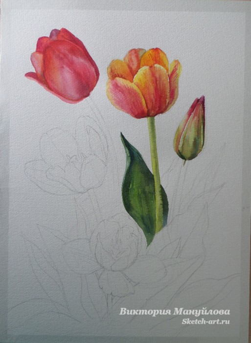 как нарисовать тюльпан акварелью