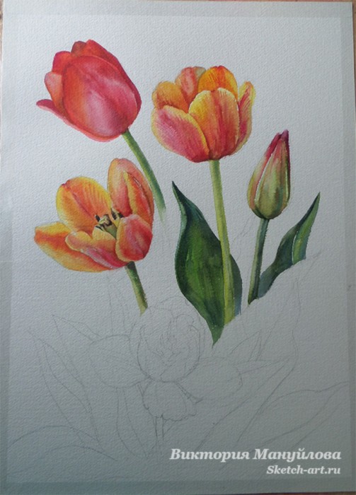 как нарисовать тюльпан акварелью