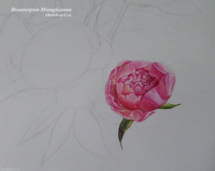 нарисовать листья пиона