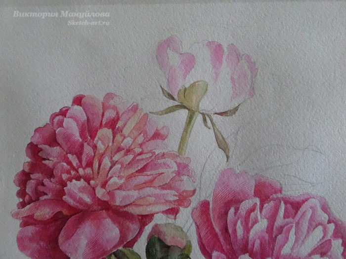 рисуем пионы акварелью поэтапно для начинающих