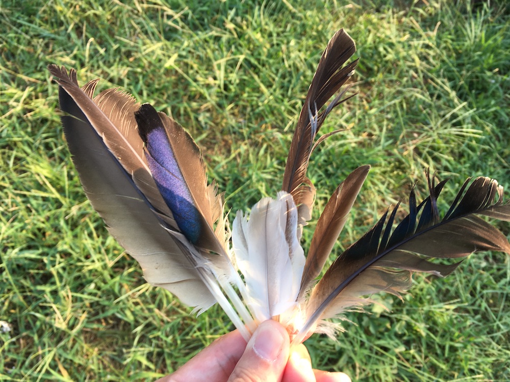 羽根図鑑 日本の野鳥羽根図鑑 日本の野鳥