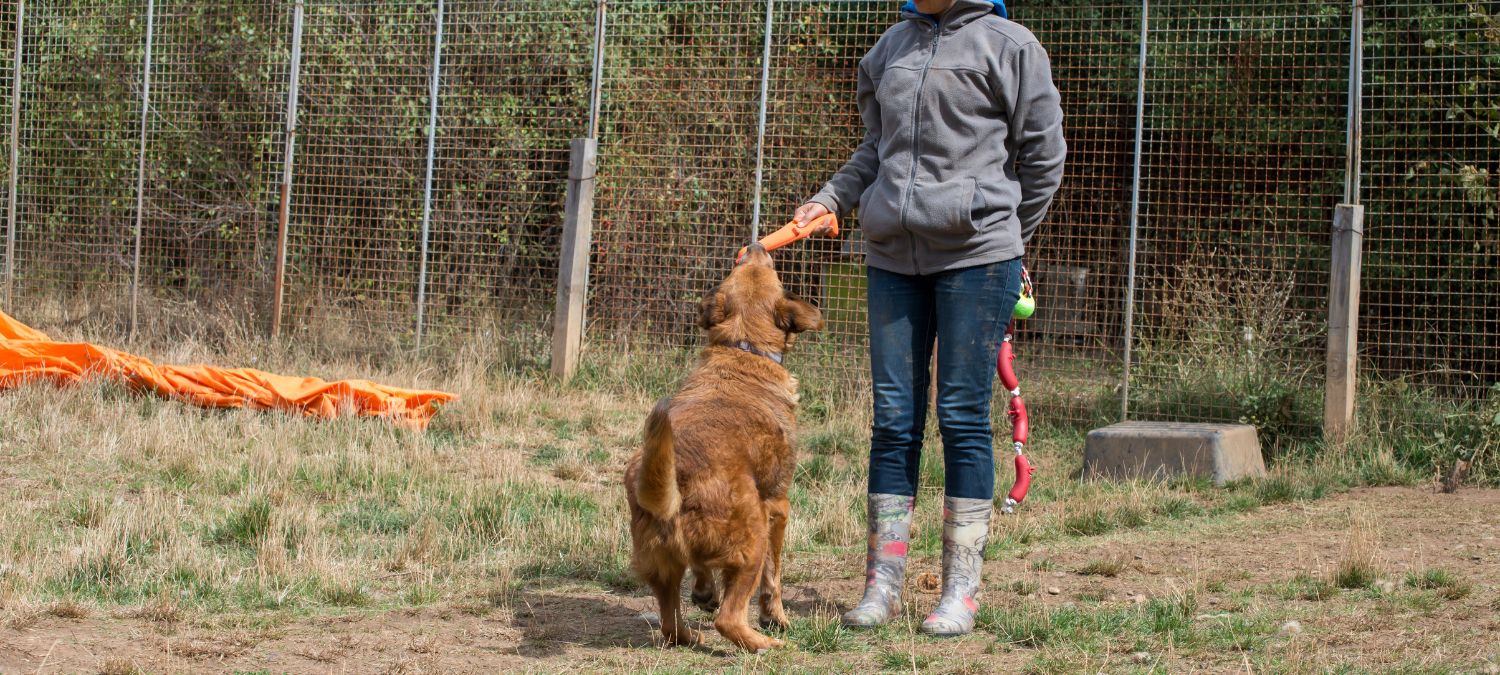 How To a Animal Trainer Complete Guide SkillsAndTech