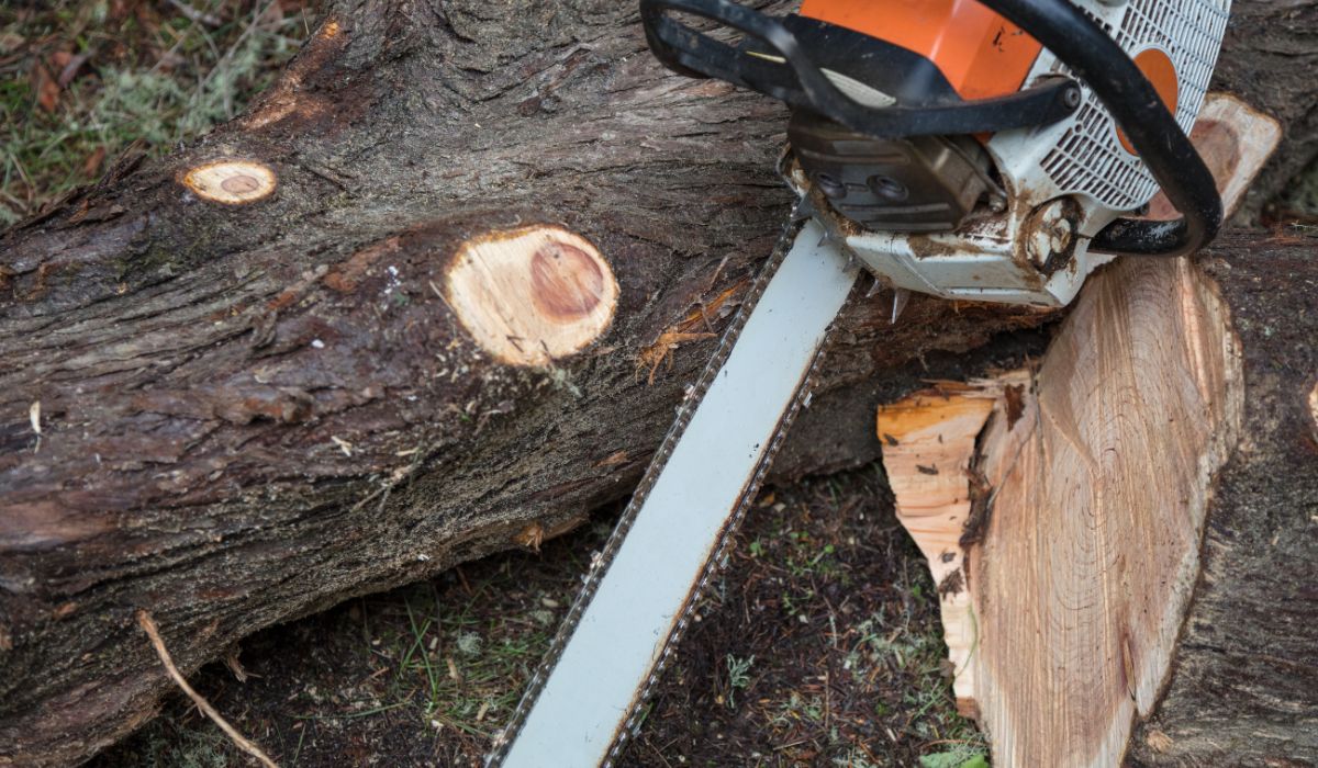 How To Start Your Own Tree Cutting Business SkillsAndTech SkillsAndTech