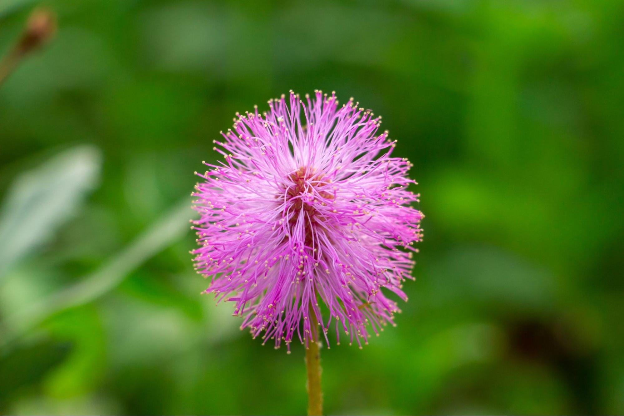 The Top 10 Native Plants to Grow in Jacksonville Skinner Lawn Services