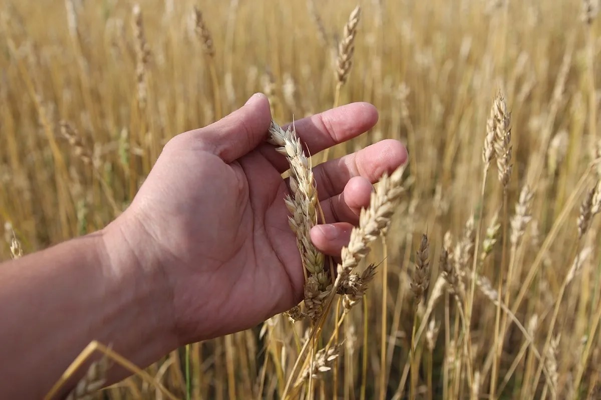 Got Gluten Skin Problems? The Top 18 Signs You Shouldn’t Ignore