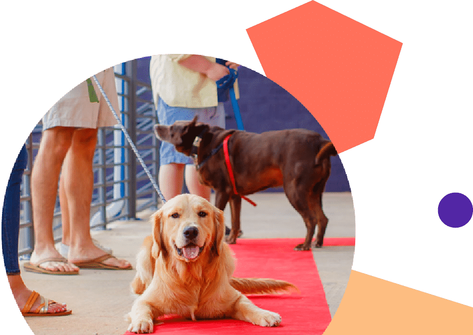 Charlotte Dog Services and Pet Care Daycare, Boarding, and more