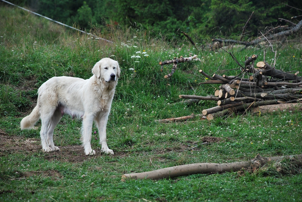 k (68) - Skomplikowane