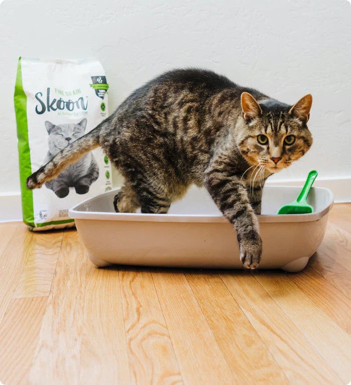 Why We Created Our Cat Litter Skoon Cat Litter