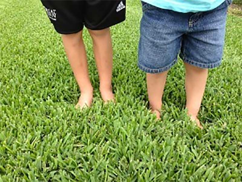 St. Augustine Lawns, What You Should Focus On! S and K Sod