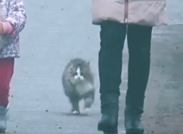 About A Cat Flip Video Skulls In The Stars