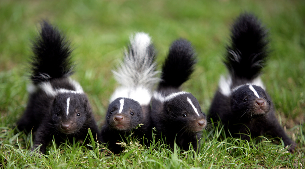 A Helpful Guide About Skunks Learn More About Skunks