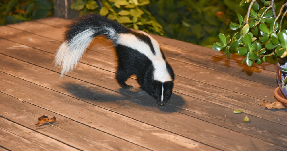 How To Get Rid Of Skunks Under Concrete Porch Skunk City