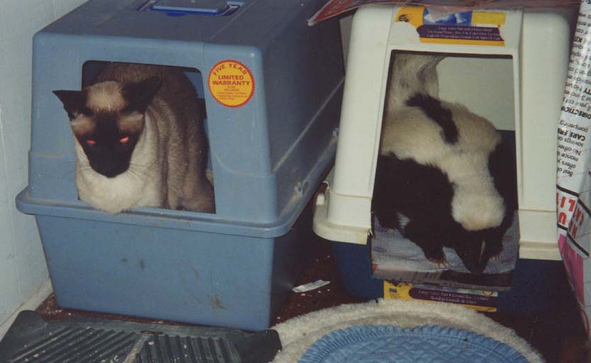 Skunk Haven™ Pet Skunks