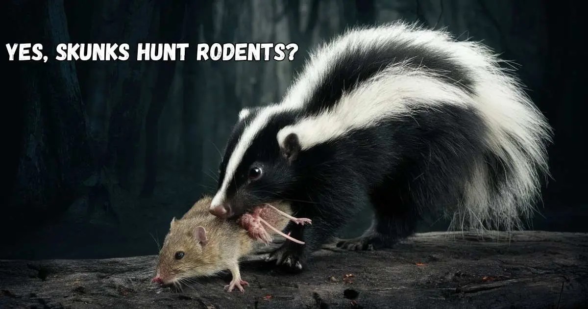 Do Skunks Hunt Rodents? What Pet Owners Need to Know