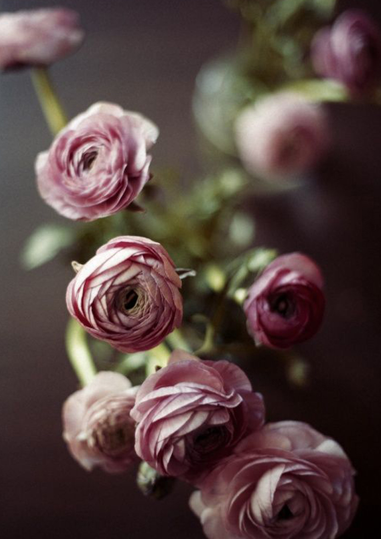 Dutch Flower Line Brand Identity + site