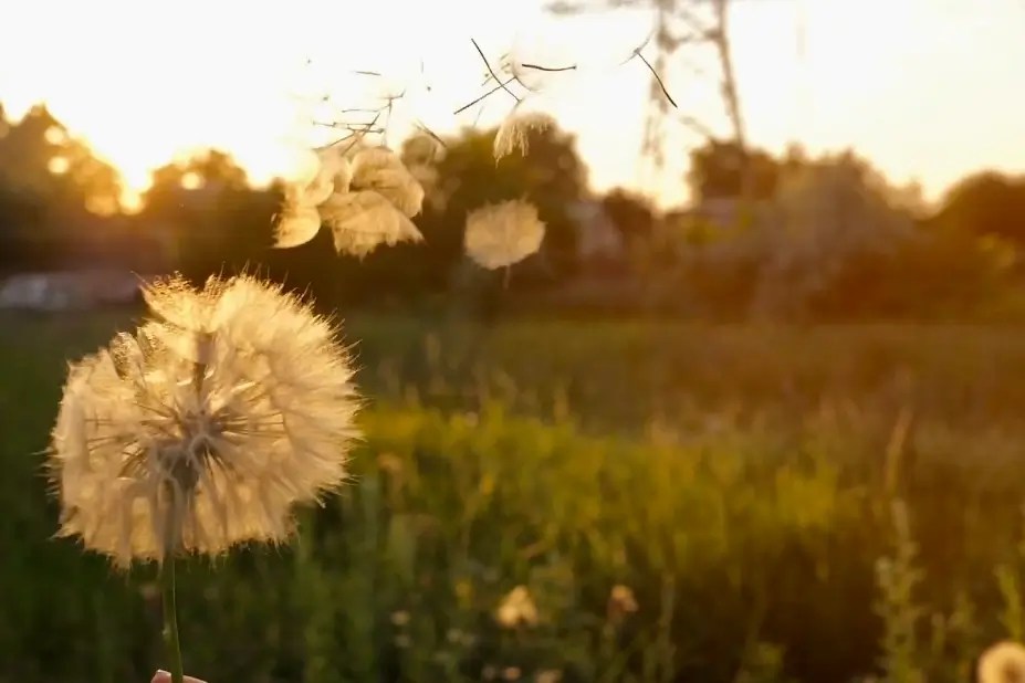 TOP Program from Sky Climber Renewables Sky Climber Renewables