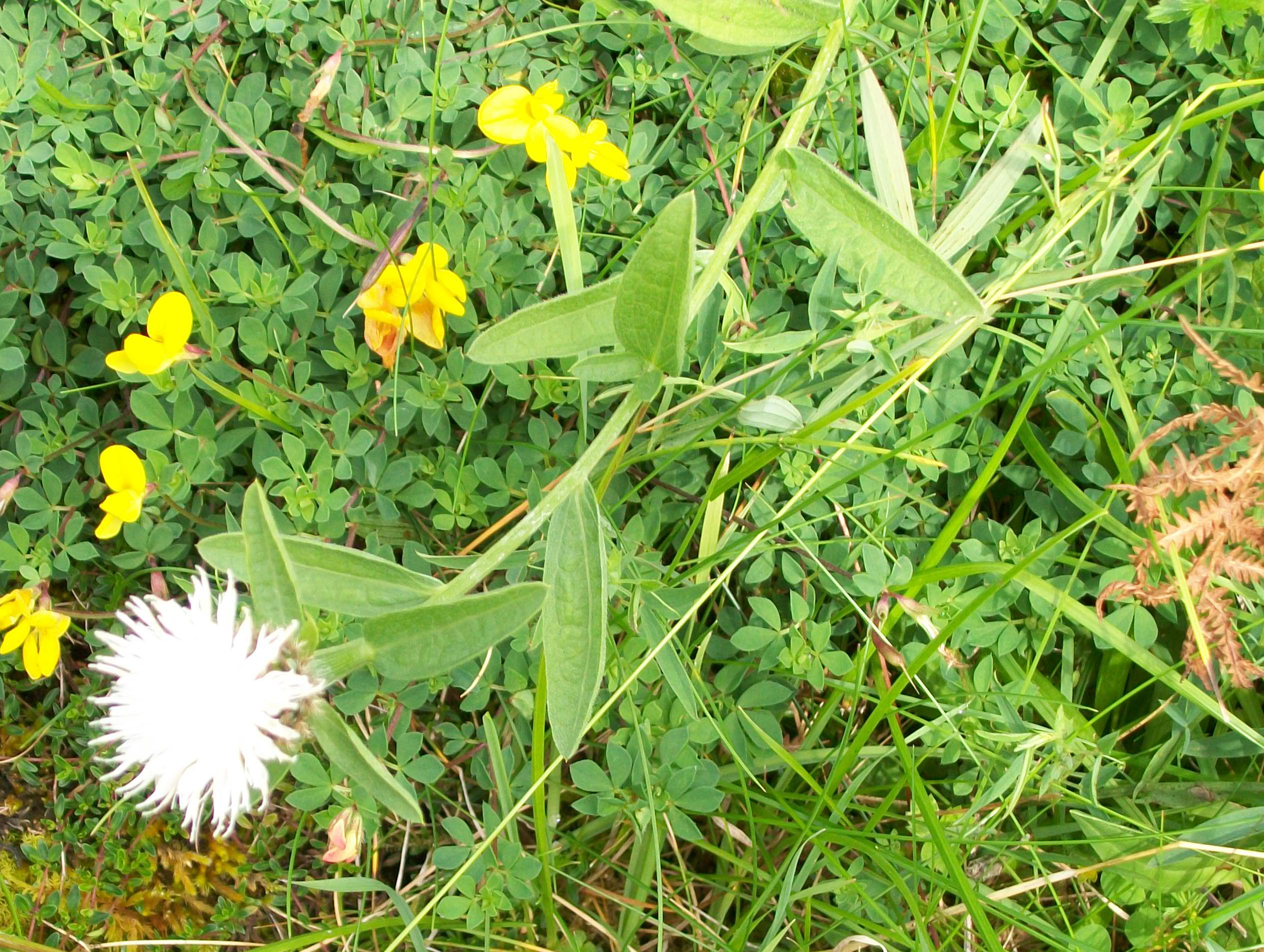 A Day on the Limestone Plants of Skye, Raasay & The Small Isles