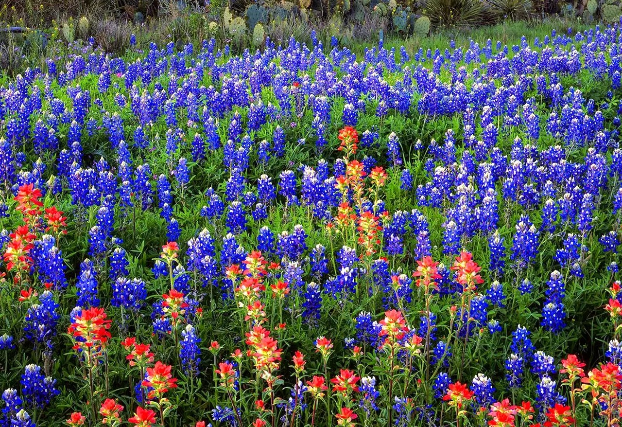 Spring Wildflowers Skye Texas Hill Country