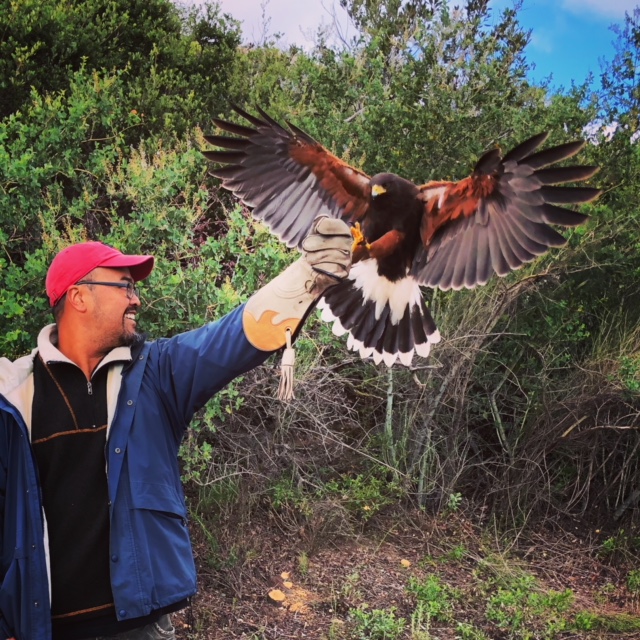 Sky Falconry Dreams Take Flight in Southern California Sky Falconry