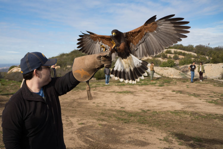 Classes Sky Falconry