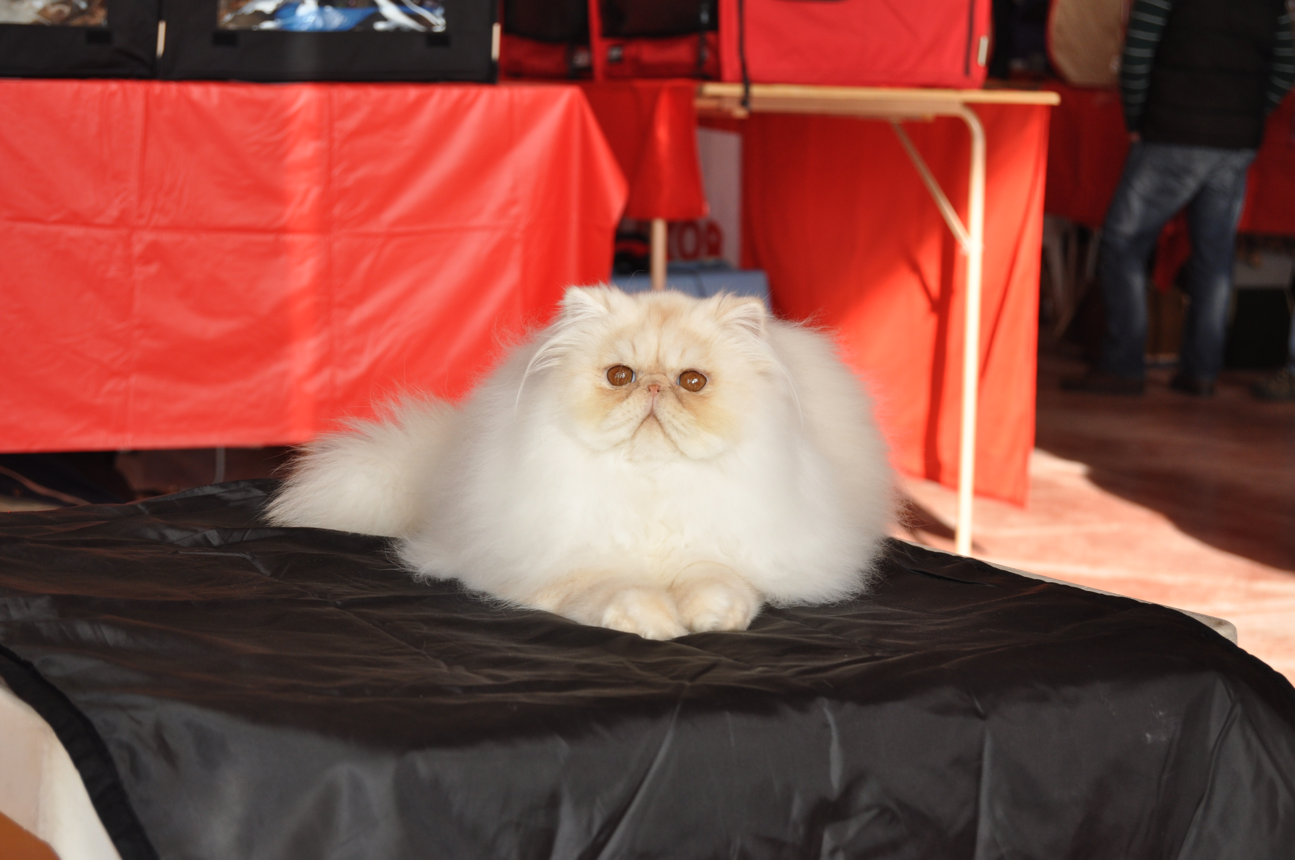 Ninhadas Skyfall Cats Gatos bebés persas exóticos