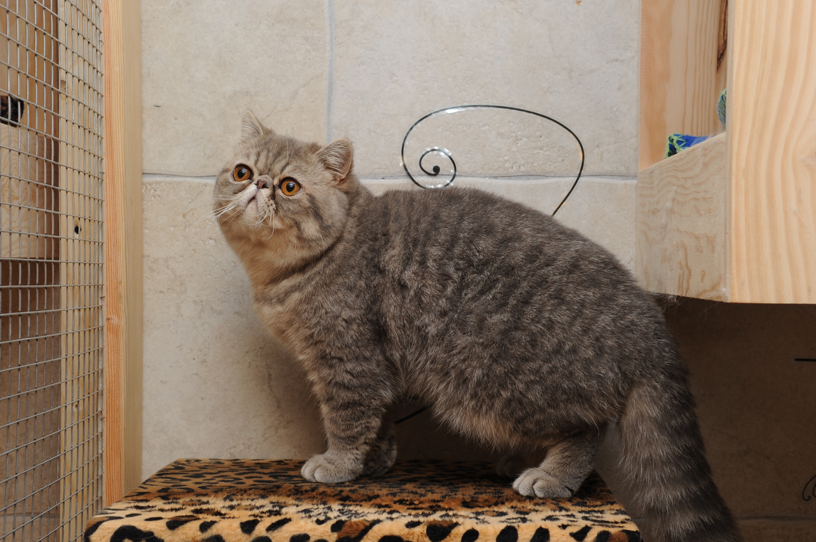 machos persas e exóticos