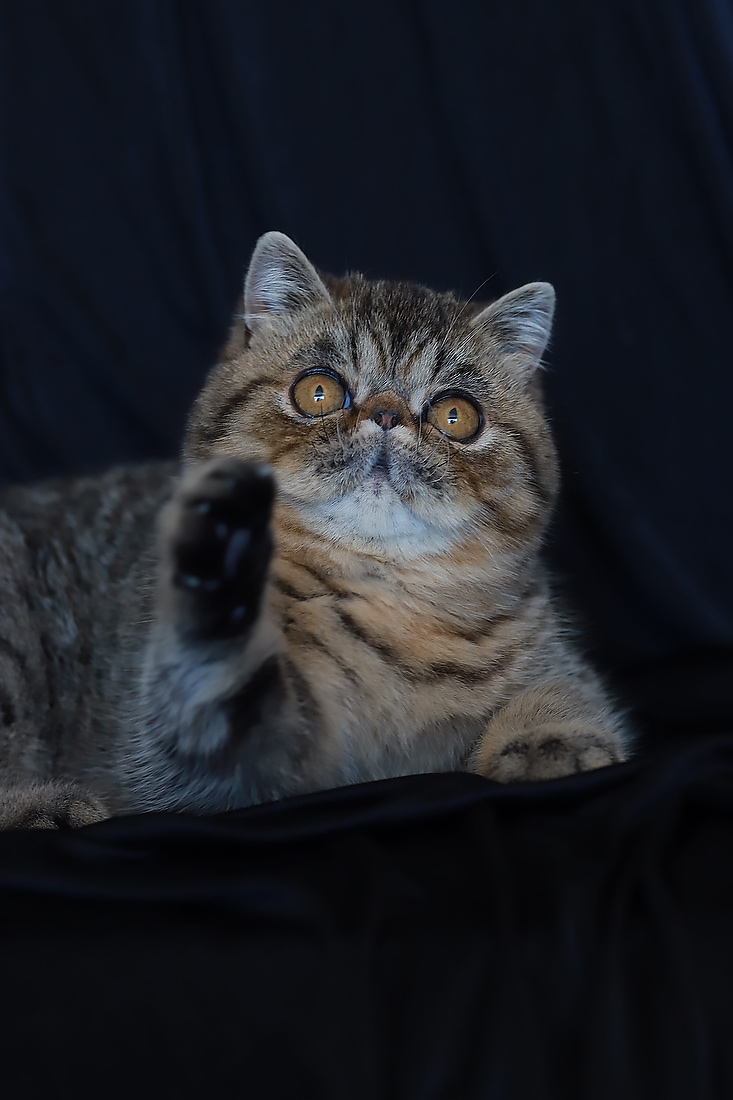 fêmeas persas e exóticas