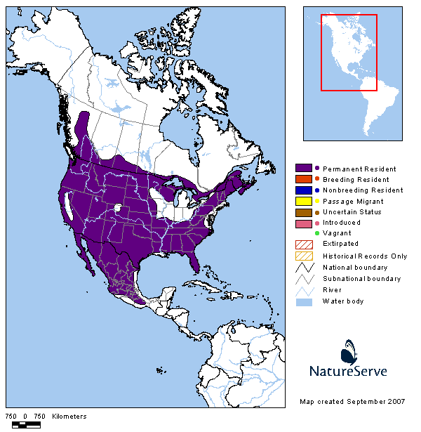 Bobcats In Michigan Map Friday Creature Feature Bobcat Sky Island Alliance