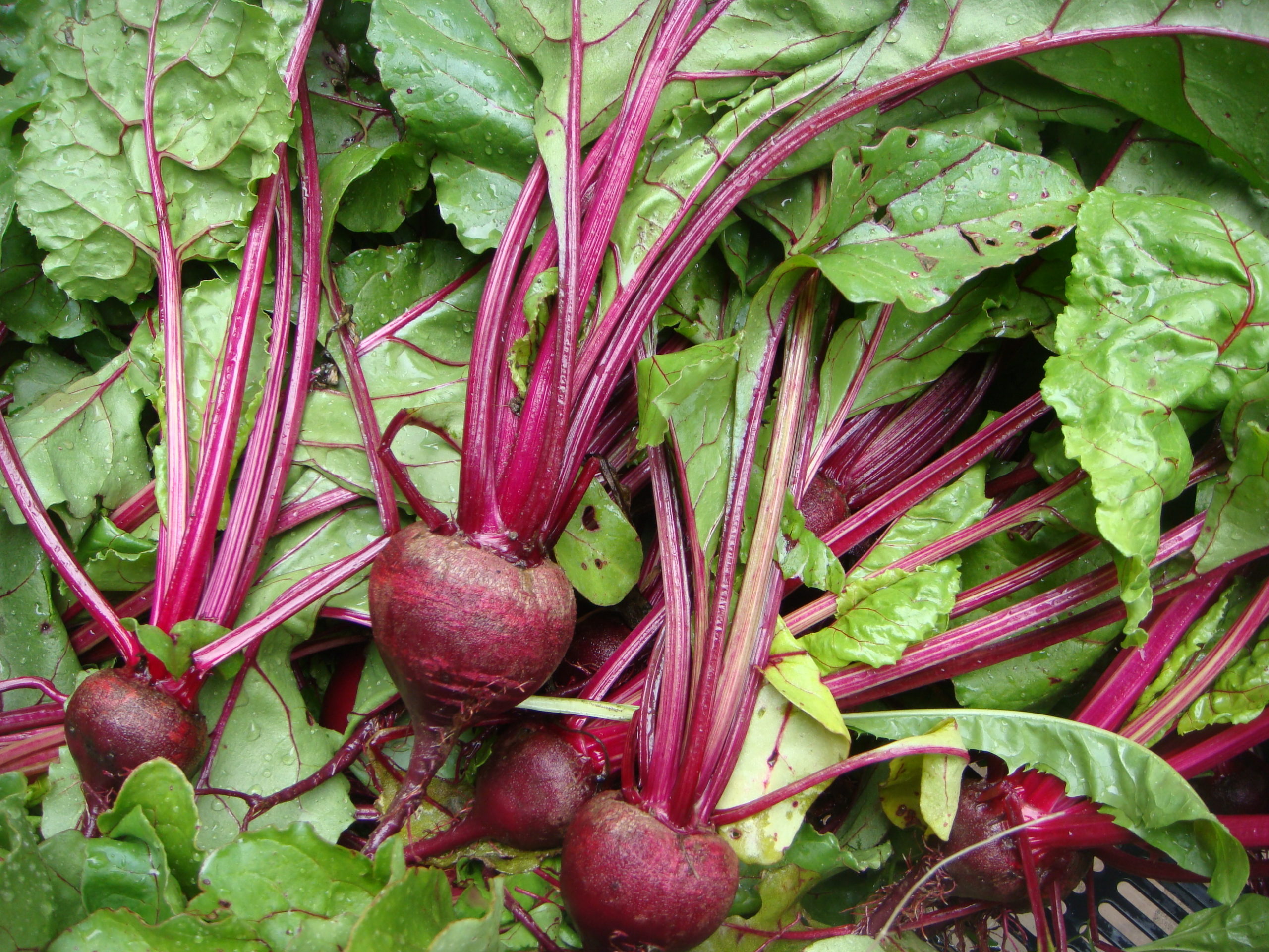 Beets Skylight Farms