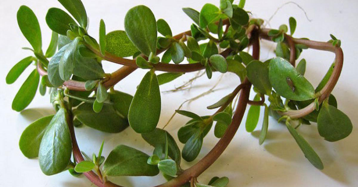 Beldroega Para que serve e quais o Benefícios dessa