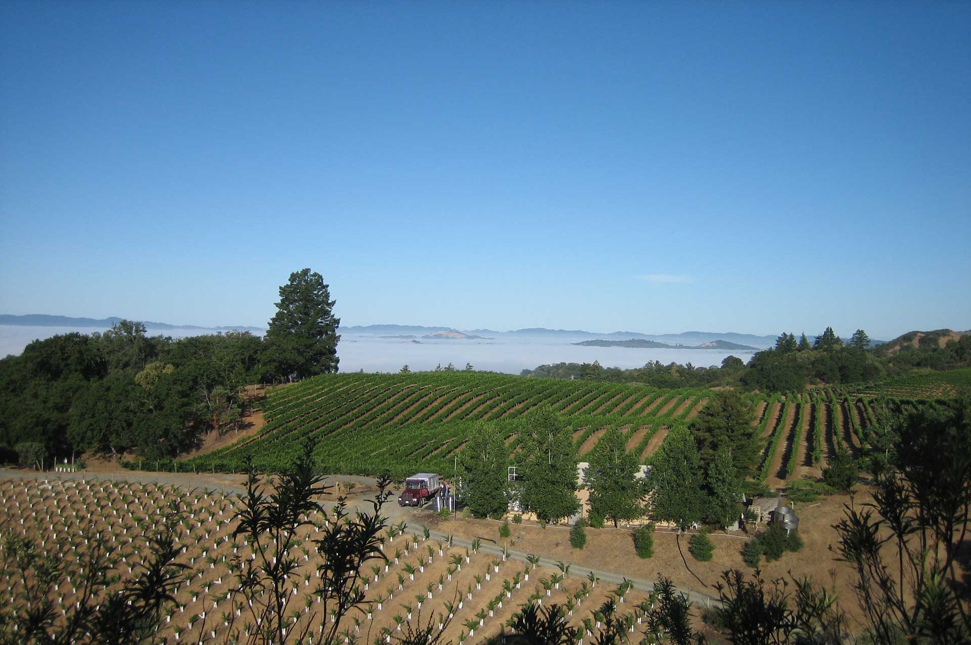 Sky Pine Vineyards, Pine Mountain, Alexander Valley