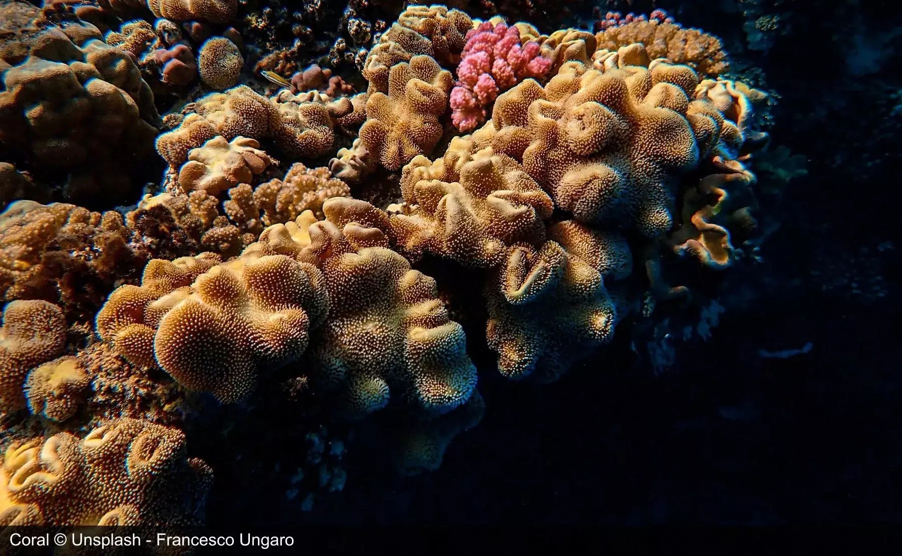 Coral reefs from space Skyrora