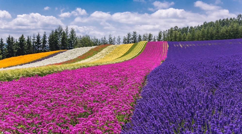 √100以上 ラベンダー 畑 画像 612892 Carlascoffeeandchocolatecafe