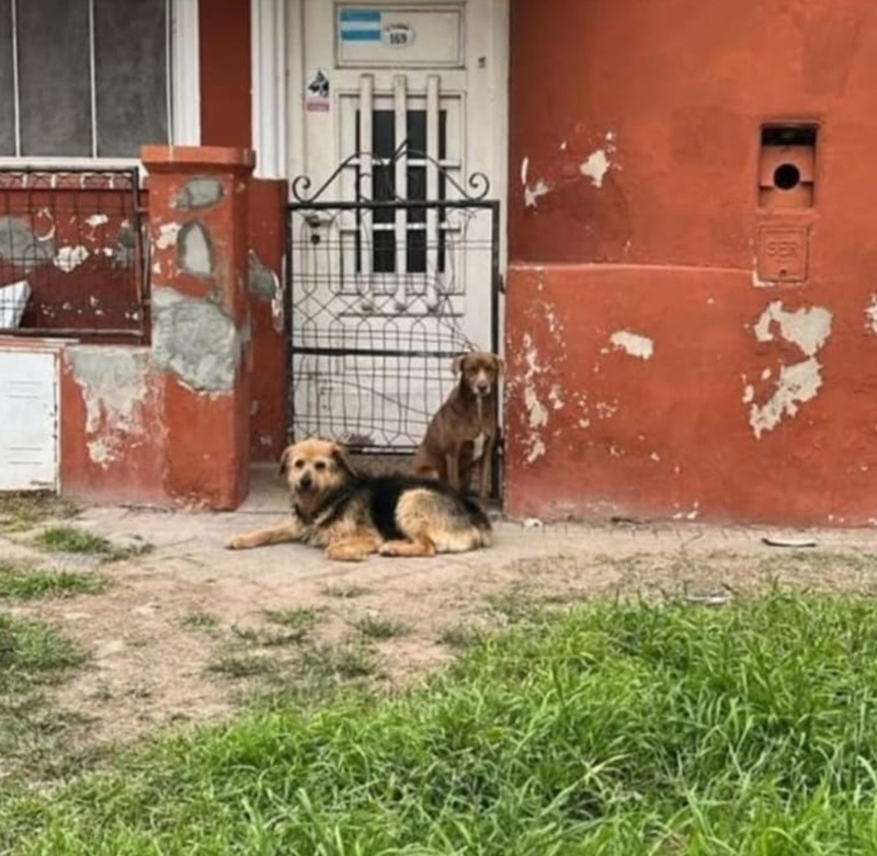 Proteccionistas denuncian que dos perros quedaron abandonados en una vivienda de Capitán Bermúdez Proteccionistas denuncian que dos perros quedaron abandonados en una vivienda de Capitán Bermúdez