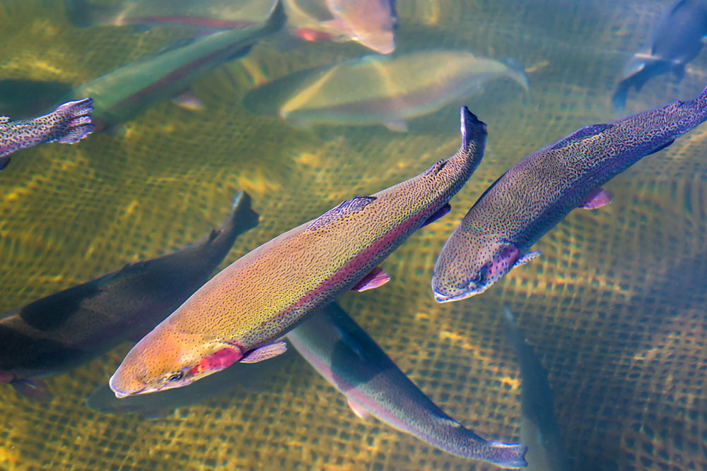 Fishery in Bogalusa, LA Slade's Fish Hatchery