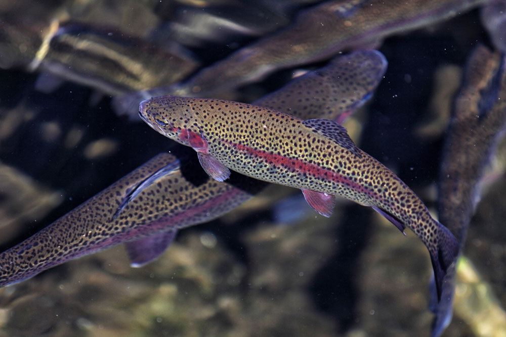 Fishery in Bogalusa, LA Slade's Fish Hatchery