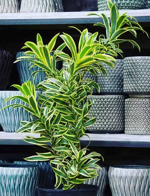 How to choose plants for every room in your house