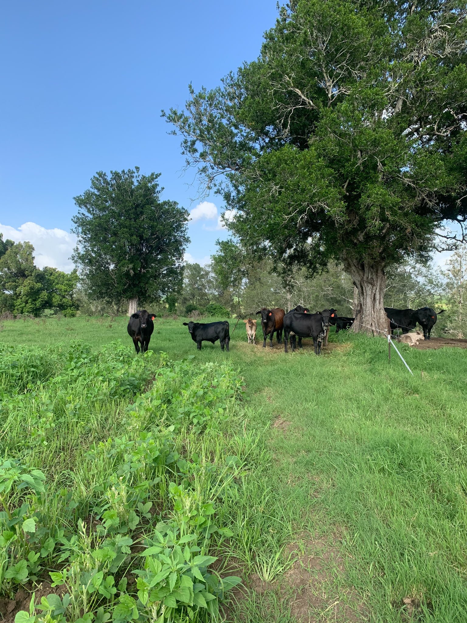 Gallery Slater Farms