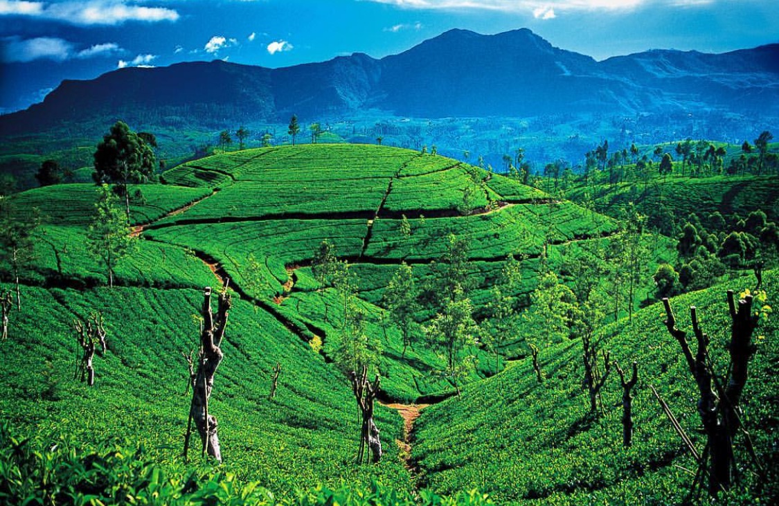 Sri Lankan Tea Estate Slaylebrity