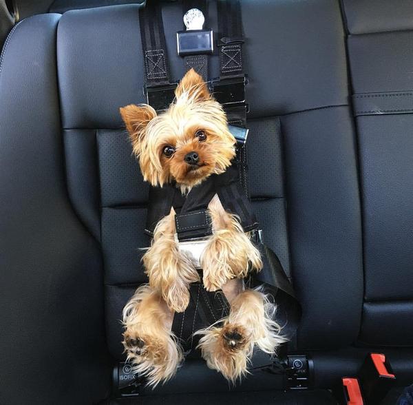Dog seatbelt Pets Luxury lifestyle Shopping Slaylebrity