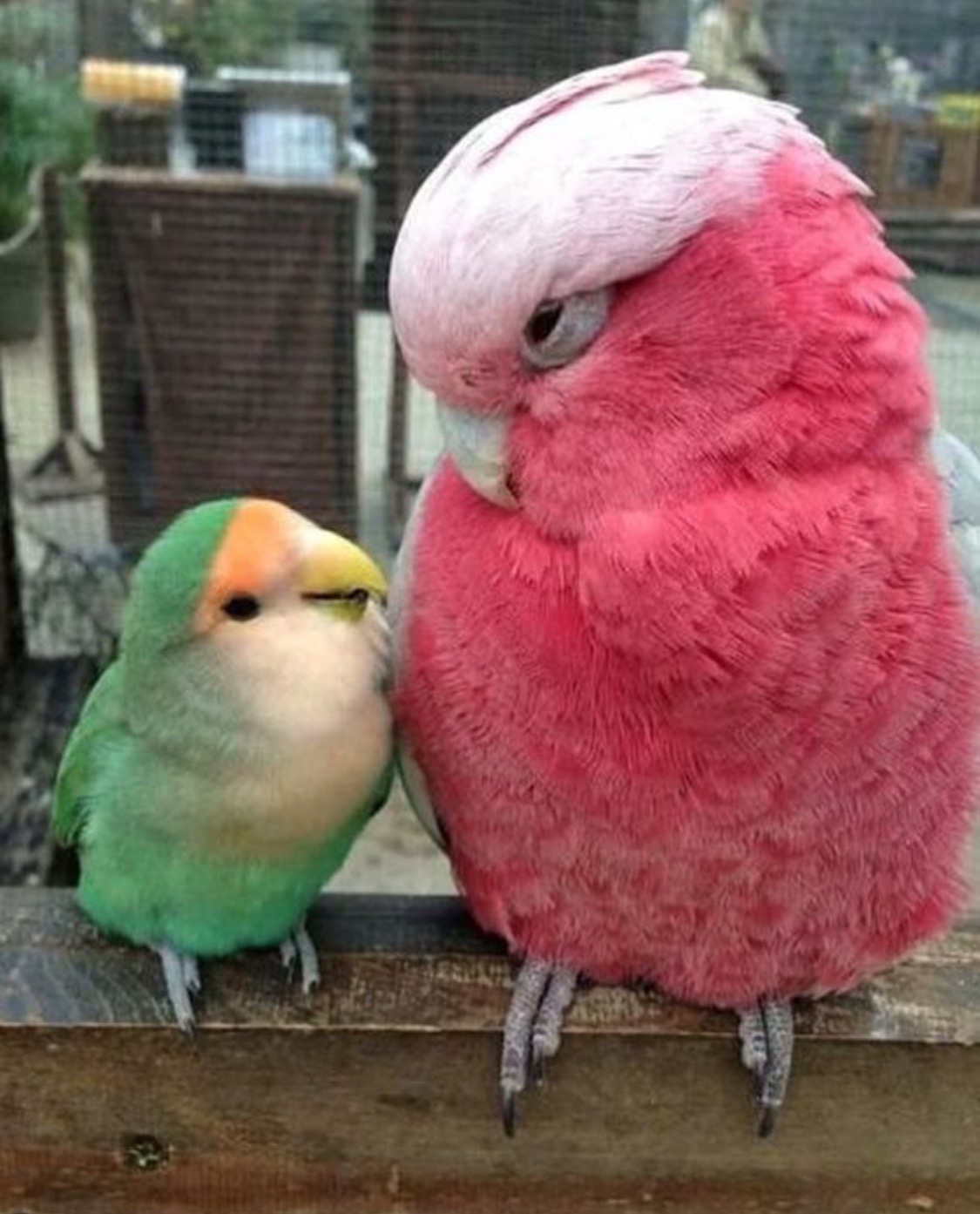 Where to buy the most adorable and beautiful parrot in Dubai Slaylebrity